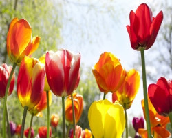 Spring Offers