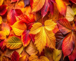🍂 Cosy November Escape – 20% Off Bed & Breakfast 🍂